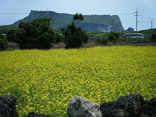 Seongsan Ilchulbong (Sunrise Peak)